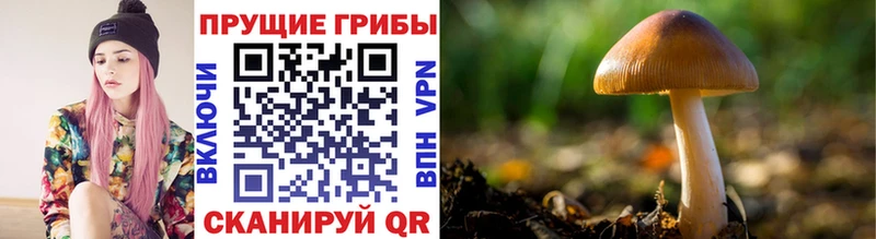 где найти   Долгопрудный  Галлюциногенные грибы MAGIC MUSHROOMS 
